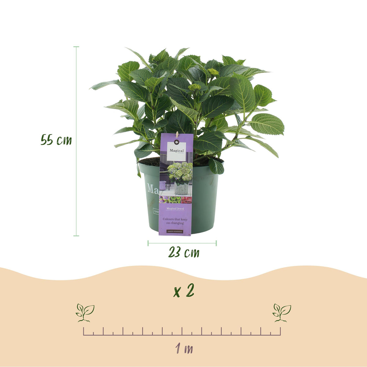 Green boutiQ - Plante de terrasse - Hortensia - Hydrangea Magical Jewel Blue - Bleu - 6-10 fleurs - Pot 23 cm Hauteur 55 cm