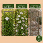 6x Clématite Miss Bateman - Clematis Miss Bateman - Blanc - Plante grimpante - Ø9cm - ↕35cm