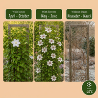 6x Clematis Miss Bateman - Clematis Miss Bateman - Wit - Klimplant - Ø9cm - ↕35cm