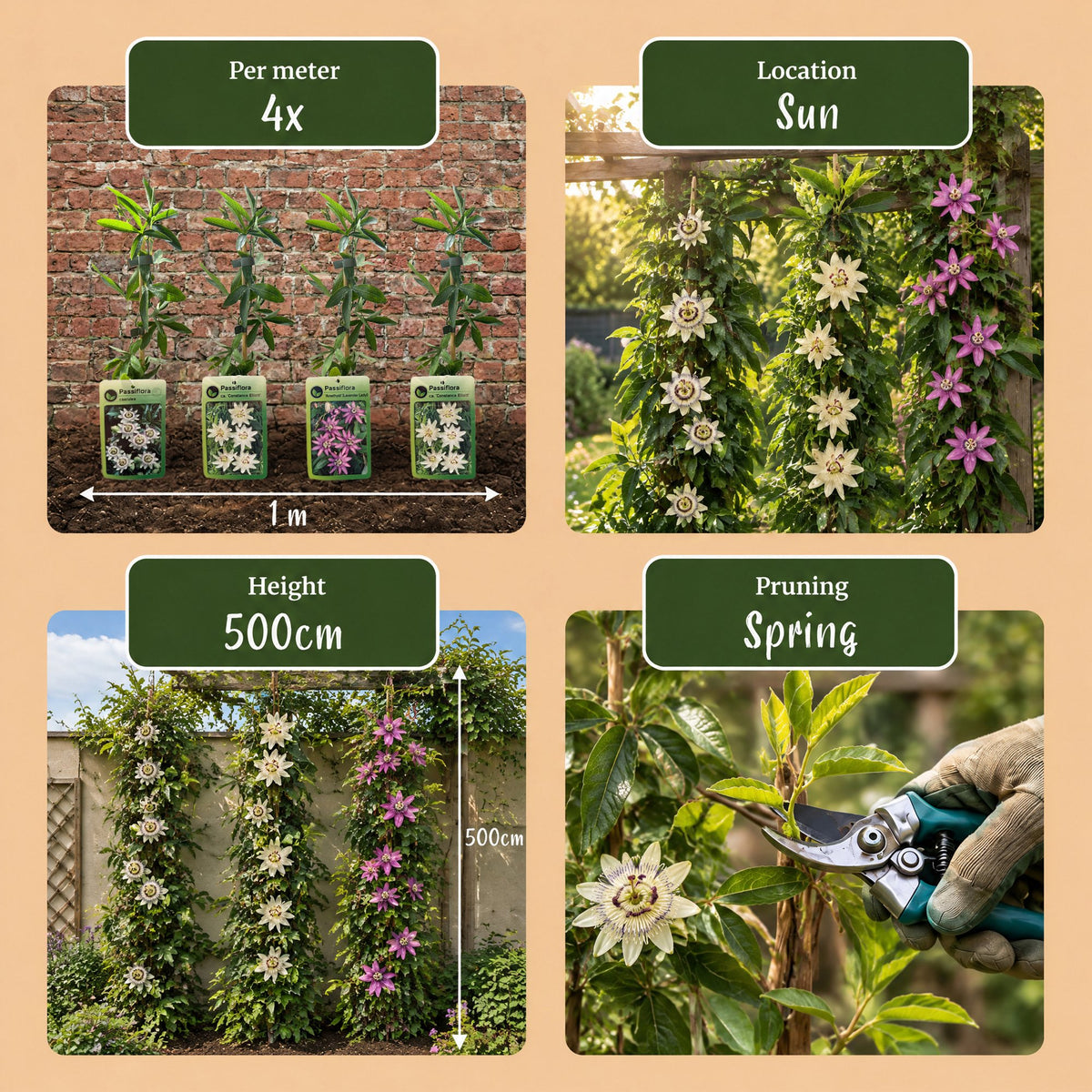 9x Passiflora Tricolour - Tricolour passion flower - White - Purple - Pink - Climber - Ø9cm - ↕35cm