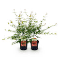 Green boutiQ - Plante de terrasse - Érable du Japon - Acer palmatum Pink Dwarf - Rose - 2 plantes - Caduc - Pot 19cm Hauteur 70cm