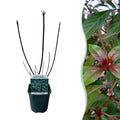 Green boutiQ - Arbustes - Cornus alba Kesselringii - Branches pourpres - 1 plante - Caduc - Peu d'entretien - Pot 17cm Hauteur 45cm