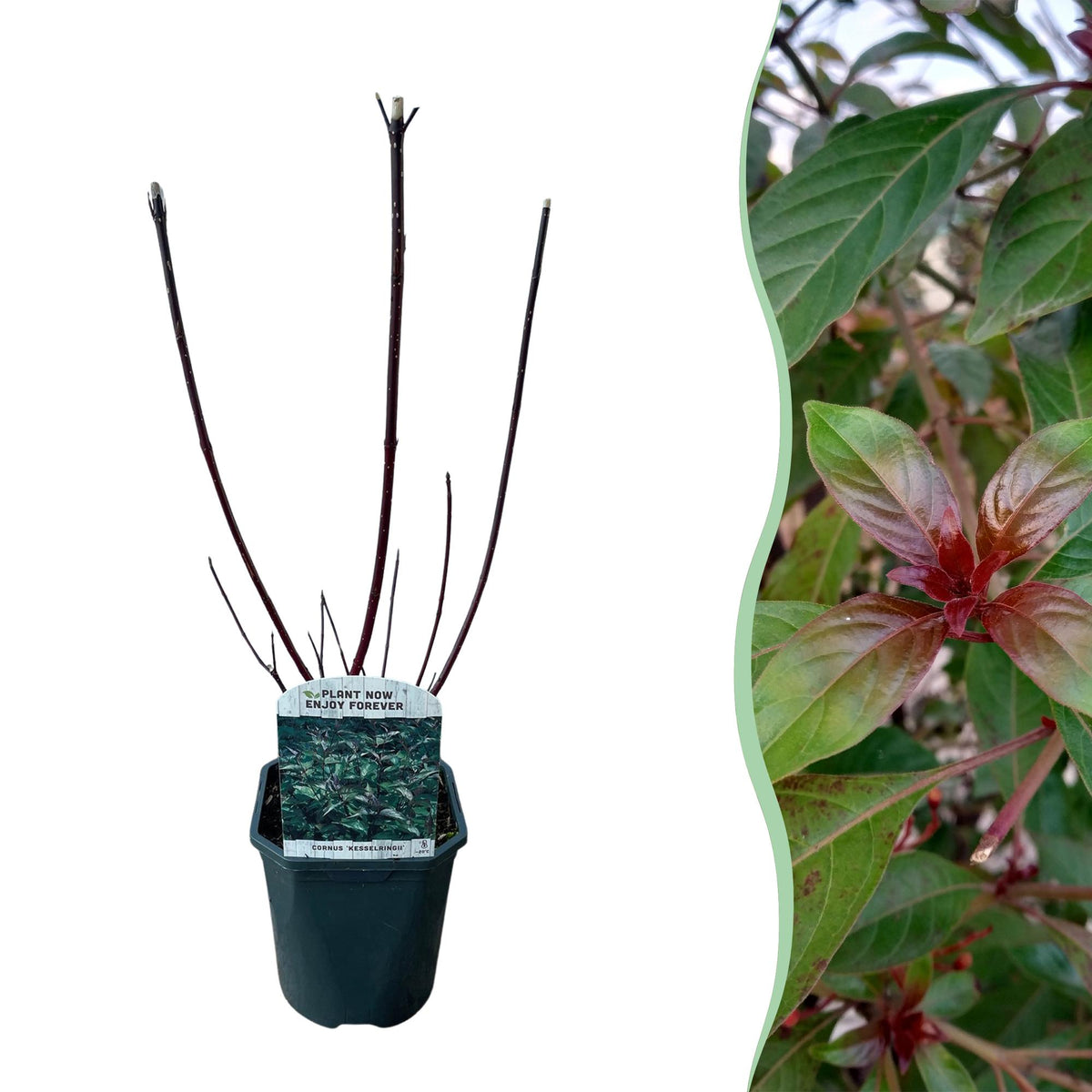 Green boutiQ - Arbustes - Cornus alba Kesselringii - Branches pourpres - 1 plante - Caduc - Peu d'entretien - Pot 17cm Hauteur 45cm
