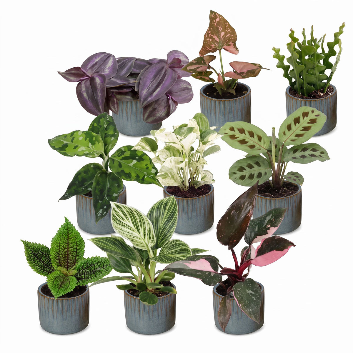 9x Baby Plants Surprise Box - Baby Plants Surprise Box - Various colours - Tropical - incl. Linnea Misty Blue - Ø6cm - ↕5-15cm