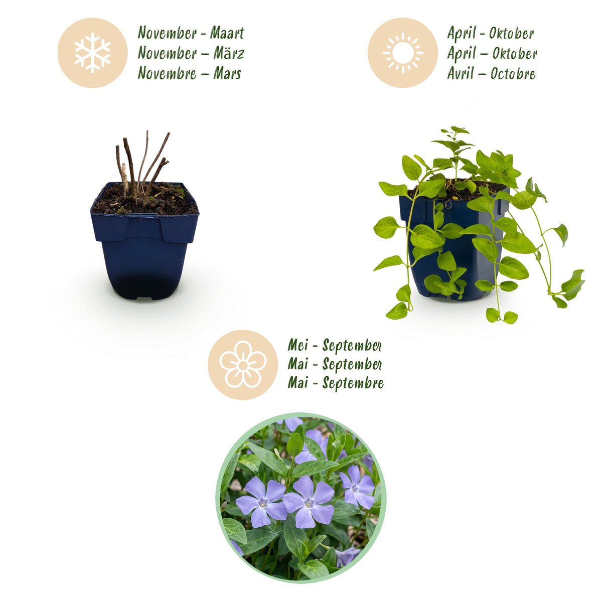 Vasteplant - Vinca major - Maagdenpalm - Bodembedekkend - Blauw - 6 Planten - Pot 11cm - Hoogte 15-25cm