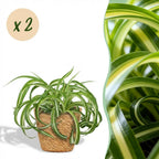 Green boutiQ - Plante d'intérieur - Chlorophytum comosum Bonnie - Phalangère frisée - Plante adaptée aux animaux de compagnie - Vert - 2 plantes - avec panier - Pot 12cm - Hauteur 20cm