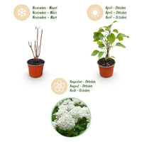 Green boutiQ - Tuinplant - Hydrangea arborescens Annabelle - Pluimhortensia - Winterhard - Wit - 3 Planten - Pot 12cm - Hoogte Hoogte 20-30cm