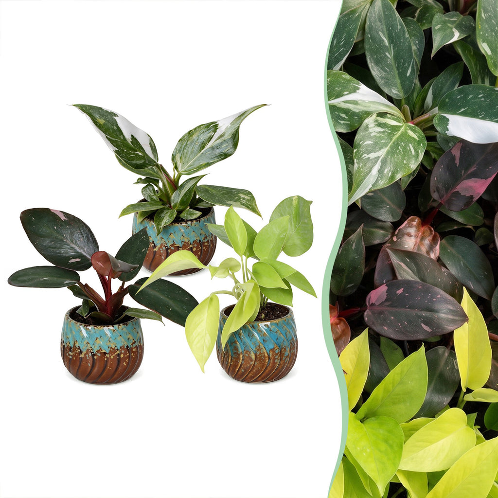 3x Baby Philodendron Tricolour - White - Pink - Yellow - Green - Tropical - incl. Copper Reef - Ø6cm - ↕10-15cm