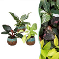 3x Baby Philodendron Tricolour - White - Pink - Yellow - Green - Tropical - incl. Copper Reef - Ø6cm - ↕10-15cm