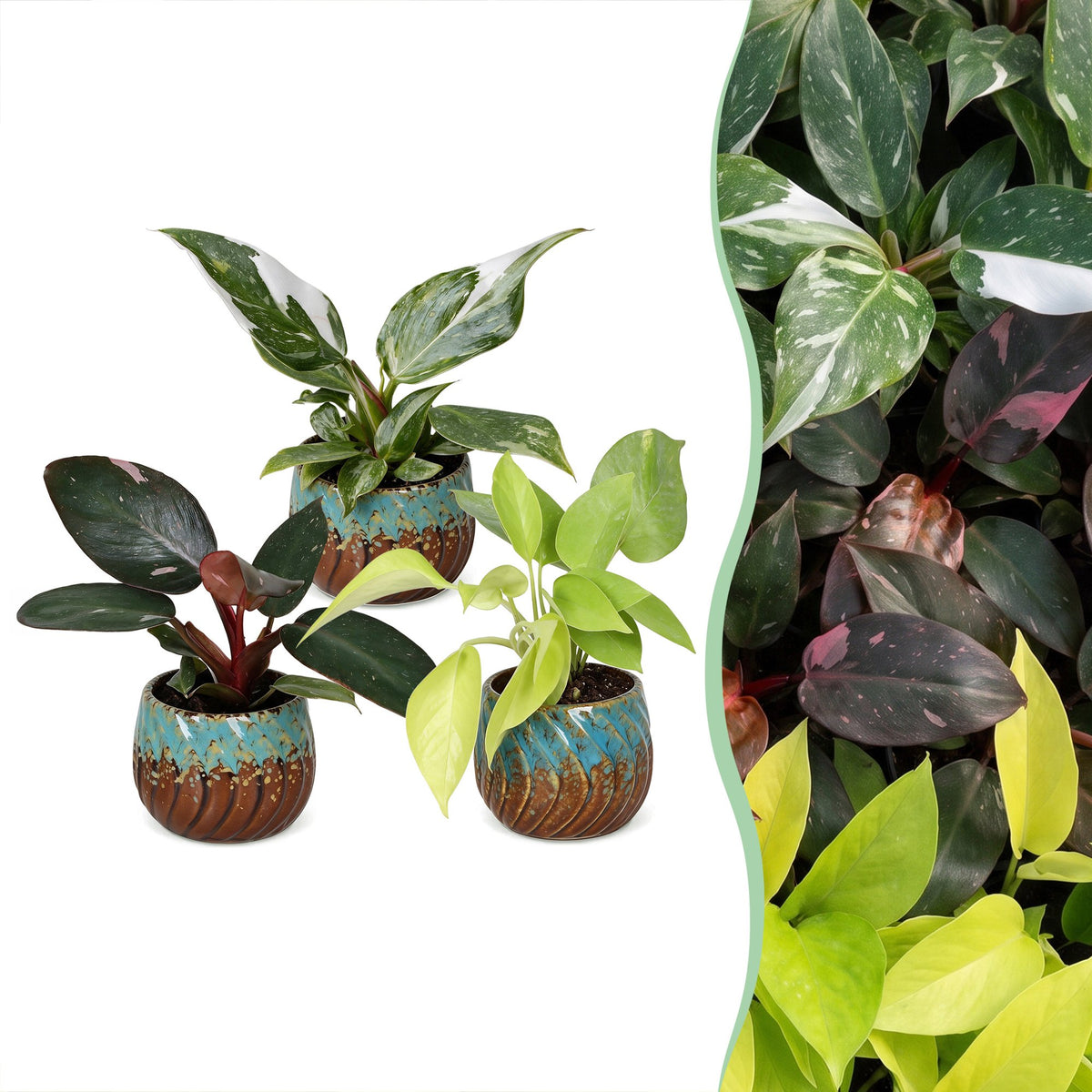 3x Baby Philodendron Tricolour - White - Pink - Yellow - Green - Tropical - incl. Copper Reef - Ø6cm - ↕10-15cm