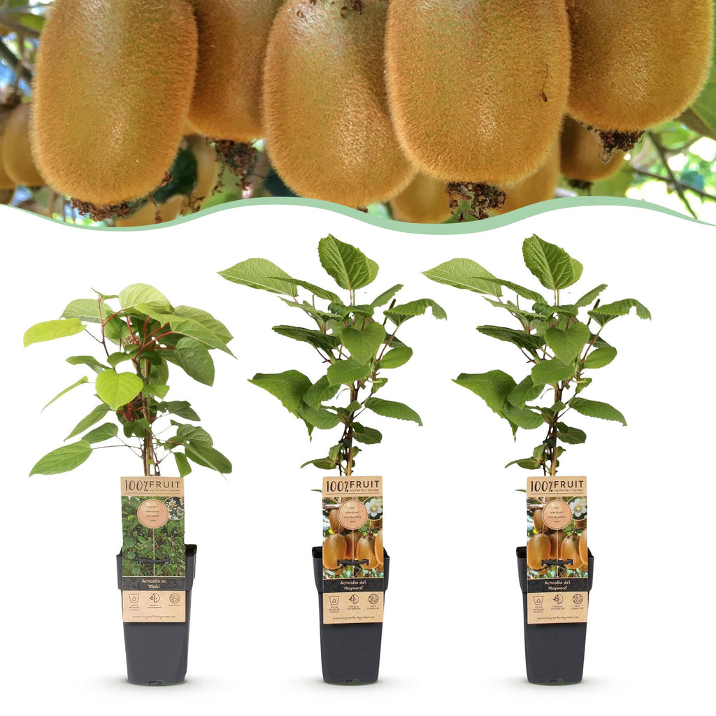 Green boutiQ - Plant fruitier - Actinidia Weiki & Hayward - Plant de kiwi - 1 Mâle - 2 Femelles - Plantes - Vert - Pot 15cm - Hauteur 50cm