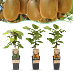 Green boutiQ - Plant fruitier - Actinidia Weiki & Hayward - Plant de kiwi - 1 Mâle - 2 Femelles - Plantes - Vert - Pot 15cm - Hauteur 50cm