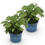 Green boutiQ - Gartenpflanze - Hydrangea Endless Summer Summer Love Purple - Hortensie - Winterhart - Violett - 2 Pflanzen - Topf 14cm - Höhe 20-25cm