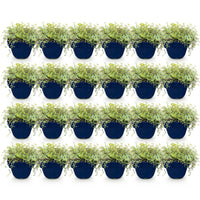 Green boutiQ - Perennial - Thymus praecox Minor - Creeping Thyme - Fragrant - Pink - 24 Plants - Pot 11cm - Height 15-25cm