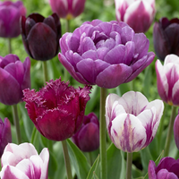 48x Tulipa Blueberry mix - Bosbes mix tulp - Diversen - Voorjaarsbloeier - Bolmaat 11/12