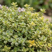 Green boutiQ - Perennial - Thymus citr. Sambesi - Lemon Thyme - Fragrant - Yellow - 24 Plants - Pot 11cm - Height 15-25cm