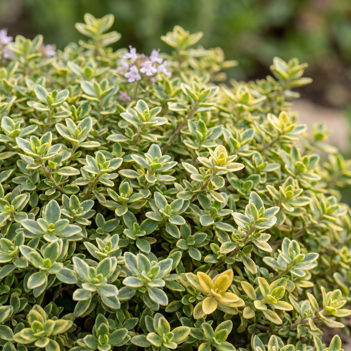 Green boutiQ - Vivace - Thymus citr. Sambesi - Thym citron - Parfumé - Jaune - 24 Plantes - Pot 11cm - Hauteur 15-25cm