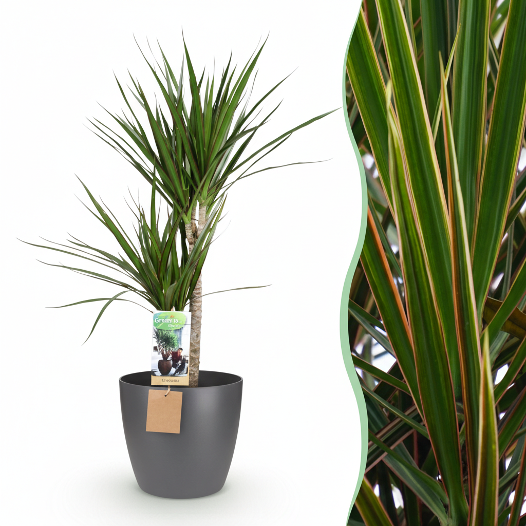 Green boutiQ - Plante d'intérieur - Dragonnier - Dracaena Marginata - Vert - Entretien facile - 1 plante - avec pot gris - Pot 21 cm - Hauteur 90 - 100 cm