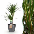 Green boutiQ - Plante d'intérieur - Dragonnier - Dracaena Marginata - Vert - Entretien facile - 1 plante - avec pot gris - Pot 21 cm - Hauteur 90 - 100 cm