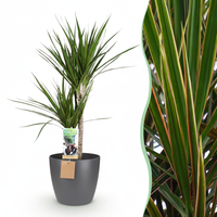 Green boutiQ - Kamerplant - Drakenbloedboom - Dracaena Marginata - Groen - Weinig onderhoud - 1 Plant - met Potter Grijs - Pot 21cm - Hoogte 90 - 100cm