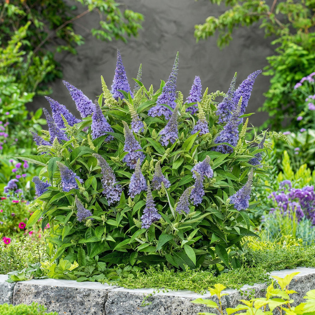 Green boutiQ - Gartenpflanze - Buddleja davidii Butterfly Candy Little Lila - Schmetterlingsflieder - Kompakt - Lila - 1 Pflanze - Topf 12cm - Höhe 20-25cm