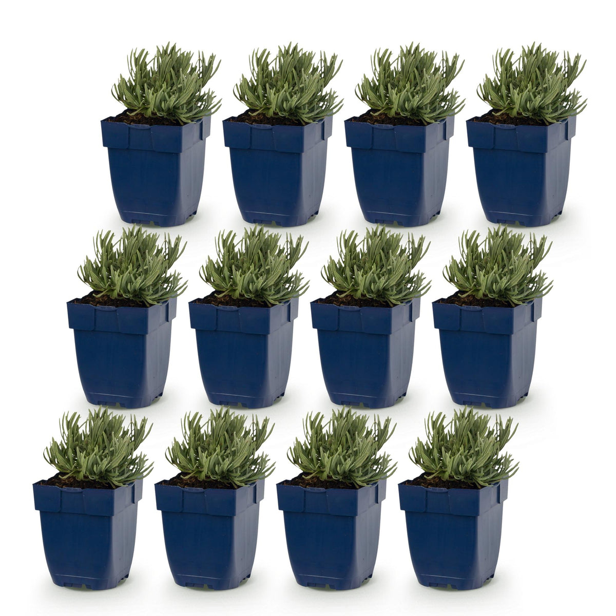Green boutiQ - Plante vivace - Lavandula ang. Hidcote - Lavande - Parfumée - Violet - 12 plantes - Pot 11cm - Hauteur 15-25cm