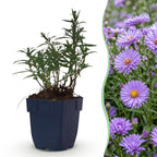Green boutiQ - Stauden - Aster (D) Strand-Aster - Salz-Aster - Bienen- und Schmetterlingsmagnet - Violett - 6 Pflanzen - Topf 11 cm - Höhe 15-25 cm