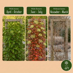 Parthenocissus tr. 'Veitchii Boskoop' - Vigne vierge - Jaune - Vert - Grimpante - Ø9cm - ↕35cm