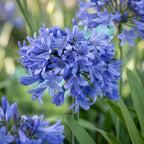 Green boutiQ - Stauden - Agapanthus africanus - Afrikanische Schmucklilie - Bienen- und Schmetterlingsmagnet - Blau - 3 Pflanzen - Topf 11cm - Höhe 15-25cm
