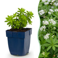 Green boutiQ - Stauden - Galium odoratum - Waldmeister - Bodendeckend - Weiß - 12 Pflanzen - Topf 11 cm - Höhe 15-25 cm