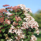 Green boutiQ - Plante sur tige - Viburnum tinus - Plante de terrasse - Persistant - Rustique - Fleur blanc-rose - Pot 19cm Hauteur 90cm