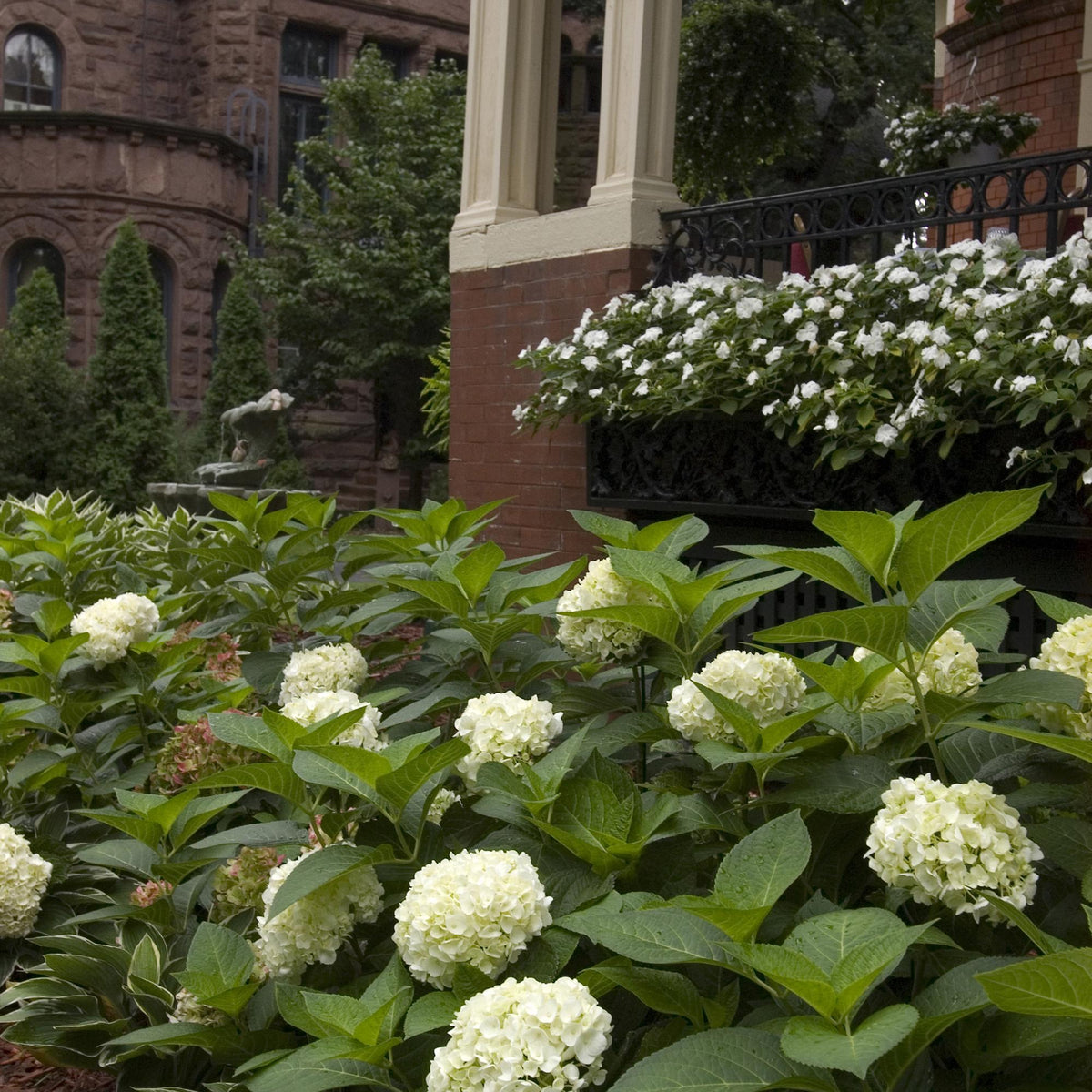 Green boutiQ - Plante de jardin - Hydrangea Endless Summer The Bride - Hortensia - Rustique - Blanc - 8 Plantes - Pot 14cm - Hauteur 20-25cm