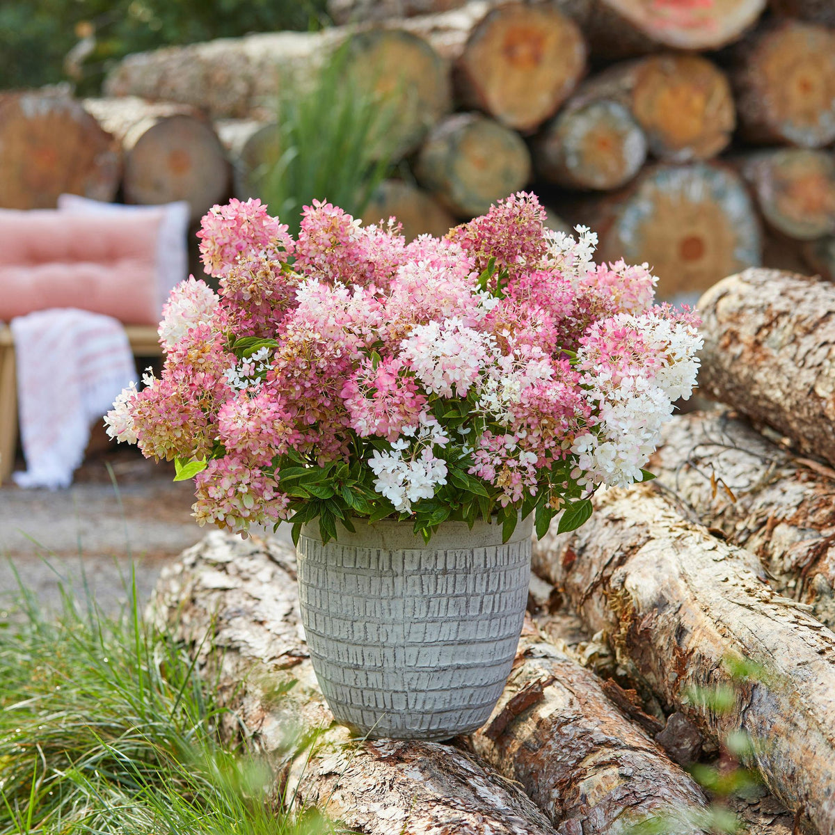 Green boutiQ - Tuinplant - Hydrangea panniculata Groundbreaker Blush - Pluimhortensia - Winterhard - Roze - 4 Planten - Pot 14cm - Hoogte 20-25cm