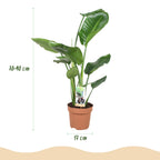 Green BoutiQ - Green is... Plantes d'intérieur - Strelitzia Nicolai - Oiseau du paradis - Peu d'entretien - Vert - 1 Plante - Pot 17cm - Hauteur 70-90cm