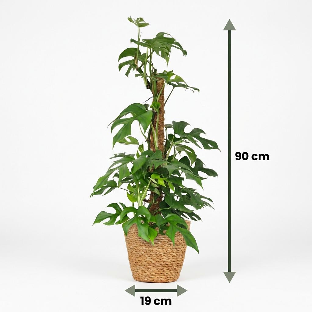 Green boutiQ - Zimmerpflanze - Mini-Fensterblatt - Monstera Minima Moosstab - Grün - pflegeleicht - 1 Pflanze - mit Korb - Topf 19cm - Höhe 90cm