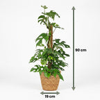 Green boutiQ - Zimmerpflanze - Mini-Fensterblatt - Monstera Minima Moosstab - Grün - pflegeleicht - 1 Pflanze - mit Korb - Topf 19cm - Höhe 90cm