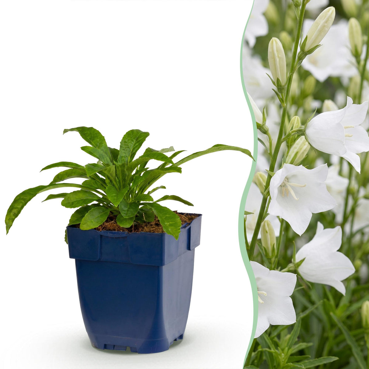 Green boutiQ - Plante vivace - Campanula pers. Alba - Campanule à feuilles de pêcher - Attire les abeilles et les papillons - Blanc - 24 plantes - Pot 11cm - Hauteur 15-25cm