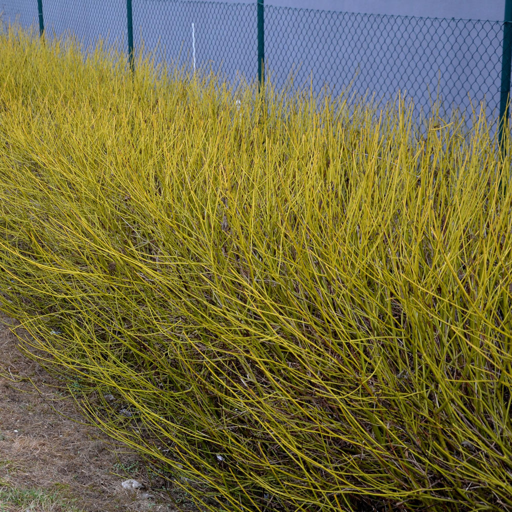 Green boutiQ - Arbustes - Cornus alba Flaviramea - Branches vertes - 1 plante - Caduc - Peu d'entretien - Pot 17cm Hauteur 45cm