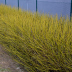 Green boutiQ - Arbustes - Cornus alba Flaviramea - Branches vertes - 1 plante - Caduc - Peu d'entretien - Pot 17cm Hauteur 45cm