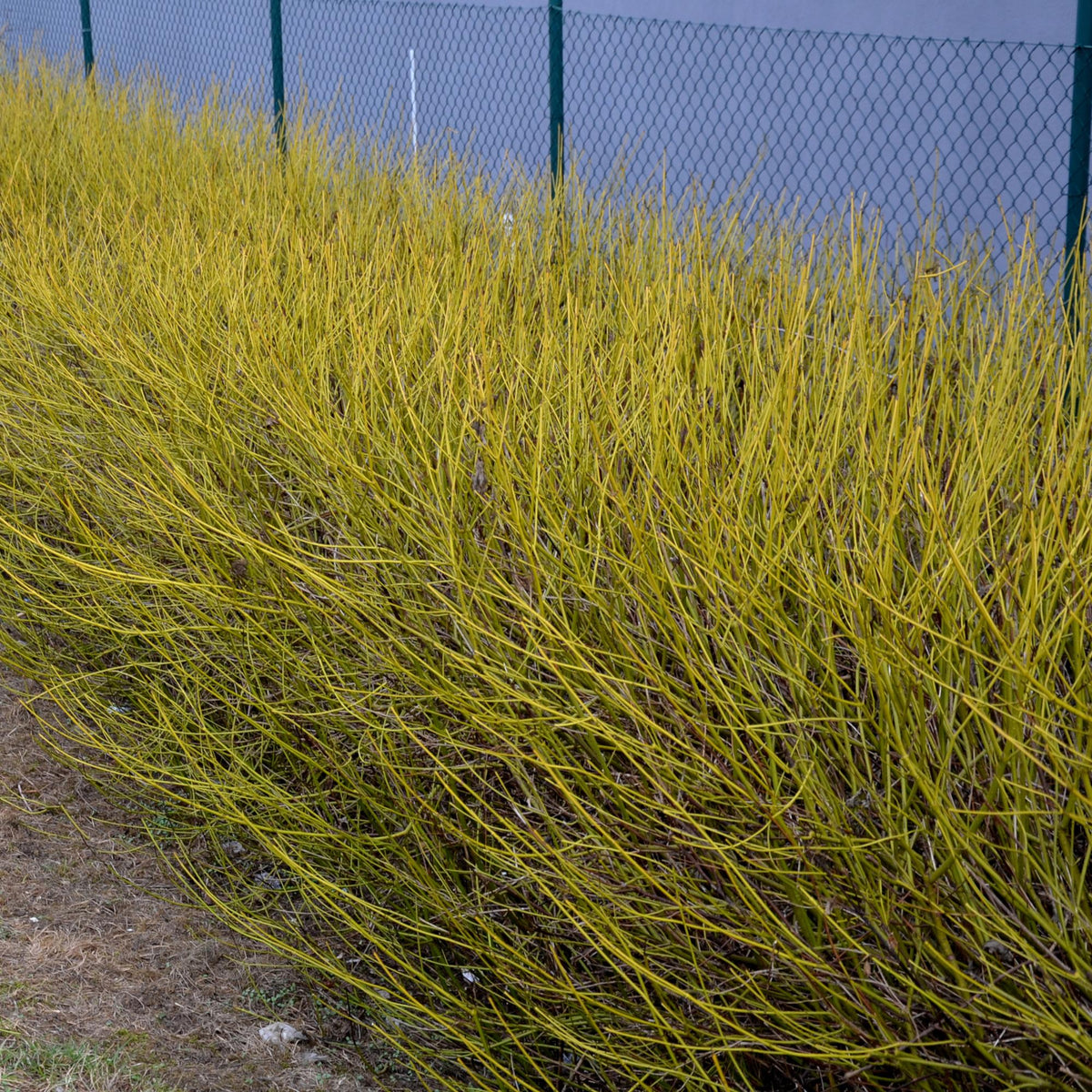 Green boutiQ - Arbustes - Cornus alba Flaviramea - Branches vertes - 1 plante - Caduc - Peu d'entretien - Pot 17cm Hauteur 45cm