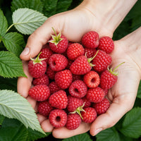 Green boutiQ - Fruitplanten - Framboos - Rubus idaeus Ottawa - Winterhard - 3 Planten - Pot 9 cm - Rode Framboos