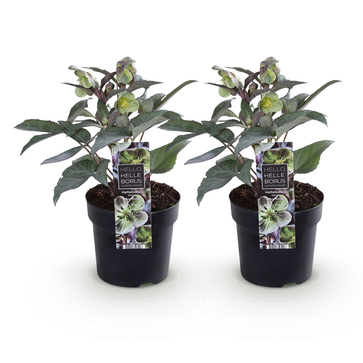 Green boutiQ - Plante de jardin - Rose de Carême - Helleborus sternii Silver Dollar - Fleur verte - 2 plantes - Persistant - Pot 14cm Hauteur 35cm