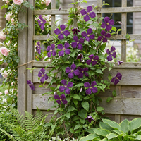Clematis Viticella Polish Spirit - Bosrank - Paars - Klimplant - Ø9cm - ↕35cm