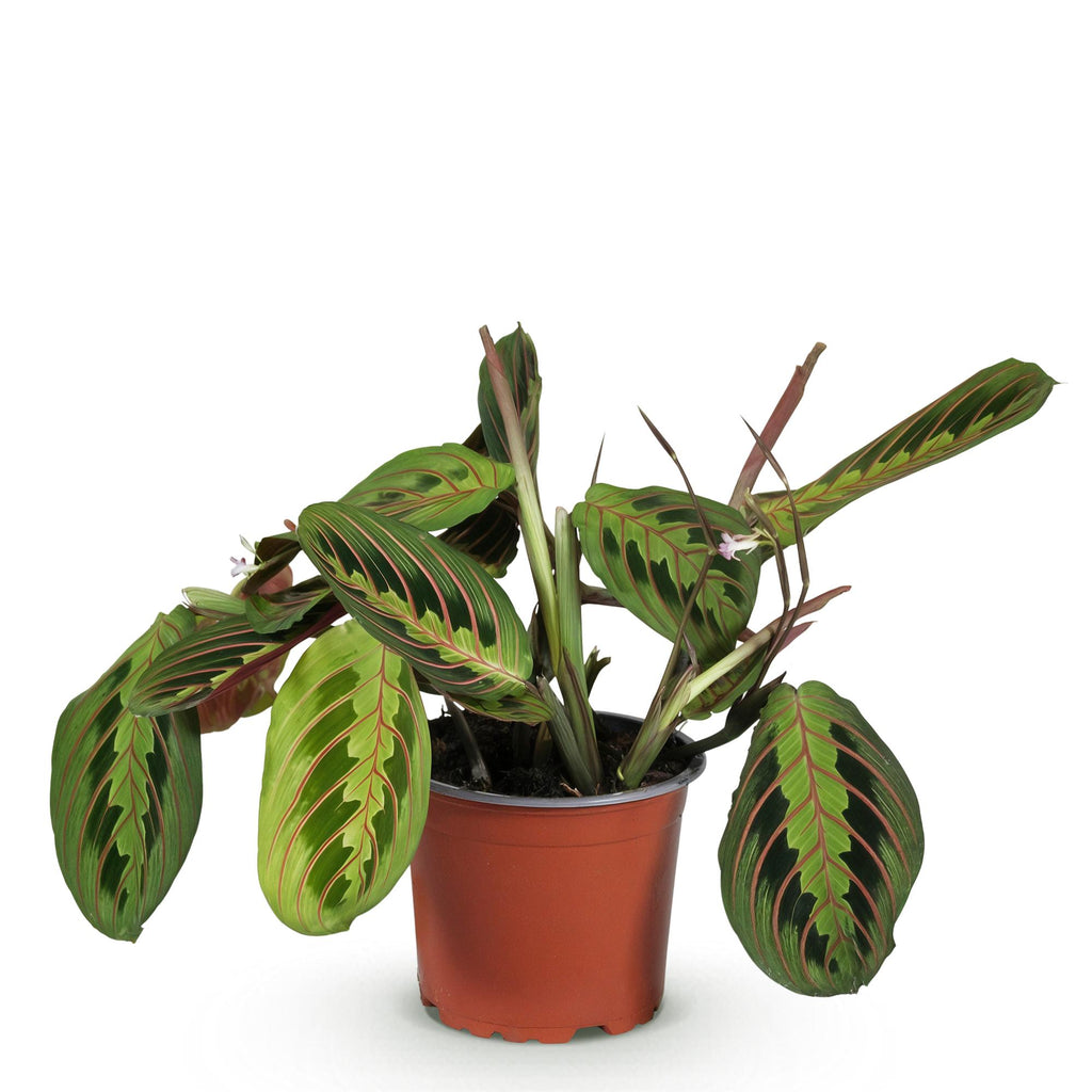 Green boutiQ - Zimmerpflanze - Maranta Fascinator Tricolour - Gebetspflanze - Haustierfreundliche Pflanze - Grün - 1 Pflanze - Topf 12 cm - Höhe 25 cm