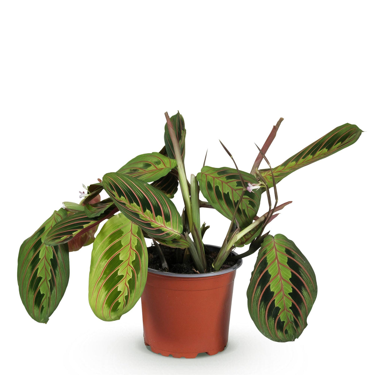 Green boutiQ - Zimmerpflanze - Maranta Fascinator Tricolour - Gebetspflanze - Haustierfreundliche Pflanze - Grün - 1 Pflanze - Topf 12 cm - Höhe 25 cm