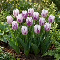 60x Tulipa Flaming Flag - Tulp Flaming Flag - Wit en Paars - Voorjaarsbloeier - Bolmaat 11/12