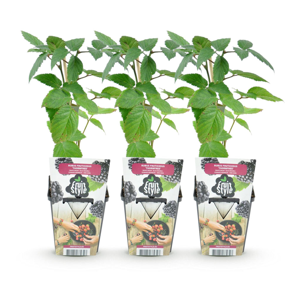 Green boutiQ - Plants fruitiers - Mûrier sans épines - Rubus Thornfree - Rustique - 3 plantes - Pot 9 cm - Mûre noire