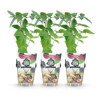 Green boutiQ - Plants fruitiers - Mûrier sans épines - Rubus Thornfree - Rustique - 3 plantes - Pot 9 cm - Mûre noire