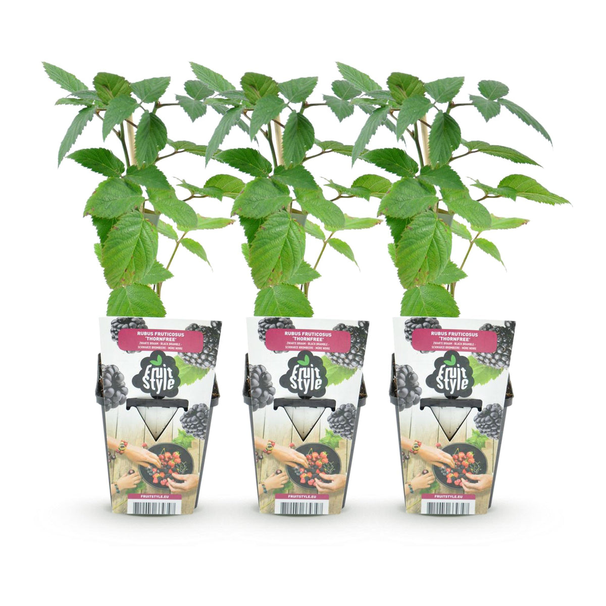 Green boutiQ - Plants fruitiers - Mûrier sans épines - Rubus Thornfree - Rustique - 3 plantes - Pot 9 cm - Mûre noire