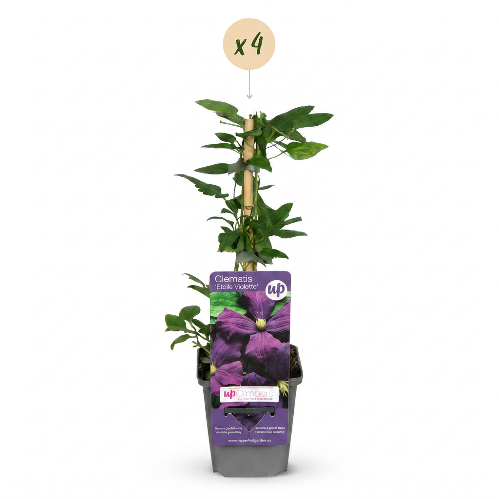 4x Clematis Etoile Viol - Bosrank - Paars - Klimplant - Ø9cm - ↕35cm